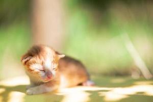 gatito soleado en un día claro de verano afuera foto