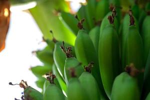 primer plano de fondo de comida de plátanos naturales frescos foto