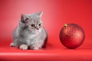 British shorthair cat looks at a large Christmas ball on a red background photo