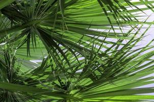 fresh palm tree branches bottom view photo