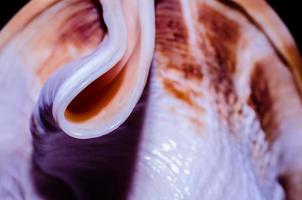Fragmento de una gran concha oceánica textura abstracta naranja macro closeup foto