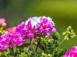 Closeup of white and pink colored cranesbill blossoms photo