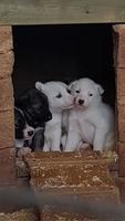 Picture of a group of husky puppies looking curiously out of a doghouse in a husky station photo