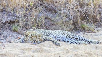 Picture of an resting Leopard in the South African steppe photo