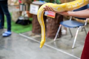 Closeup and crop hand of human touch and holding yellow python on blurry background. photo