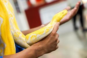 Closeup and crop hand of human touch and holding yellow python on blurry background. photo