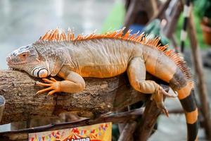 closeup Red Iguana on a log on blurry background photo