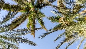 fondo tropical ramas de palmeras frescas foto
