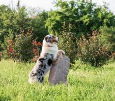 perro pastor australiano de pura raza para dar un paseo por el parque foto