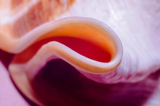 fragment of a large oceanic seashell abstract texture orange macro closeup photo