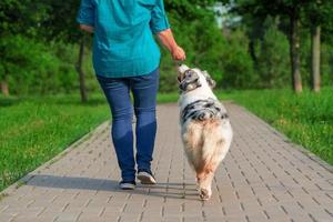walking with an Australian Shepherd dog in the park in summer photo