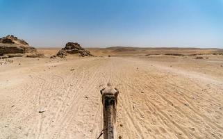 desert in egypt and camel head photo