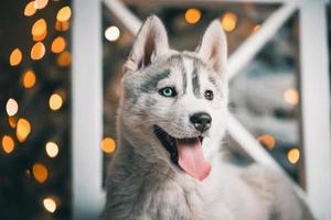 husky puppy is lying on a white wooden chair against the background of a Christmas tree with festive lights photo