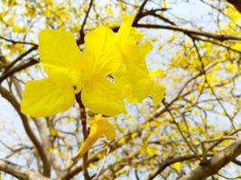 Close up beautiful yellow flowers on light blue sky. photo