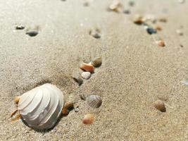 closeup sand beach with shell on blurry background. photo