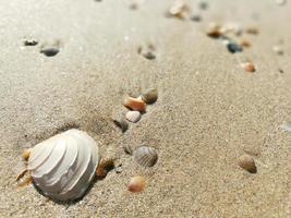 closeup sand beach with shell on blurry background. photo