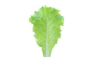 lettuce leaves on a white background photo