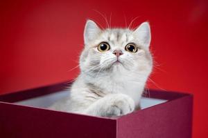 British shorthair cat sits in a burgundy box on a red background photo