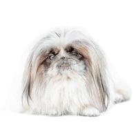 one Pekingese dog isolated on white background photo