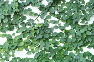 Tree background growing on the wall of the house photo