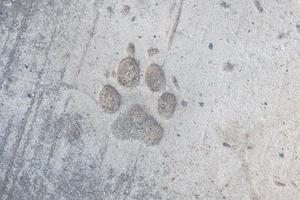 dog footprints background on cement floor photo