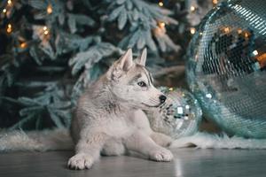 husky puppy is lying on the wooden floor with white artificial fur against the background of a Christmas tree with festive lights and big disco ball photo