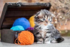 scottish fold tricolor kitten near decorative dower chest with multicolored balls of wool on a rustic background