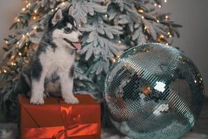 cachorro husky está tirado en el suelo de madera con piel artificial blanca contra el fondo de un árbol de navidad con luces festivas y una gran bola disco foto