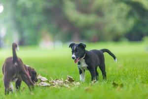 Adorable portrait of amazing healthy and happy black and white border collie puppy against foliage sunset light bokeh background. Adorable head shot portrait with copy space photo