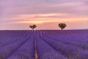 Precioso paisaje. panorama campo de lavanda paisaje de puesta de sol de verano cerca de valensole. provenza, francia. vista panorámica del campo de lavanda francés al atardecer. paisaje minimalista al atardecer, naturaleza pacífica foto