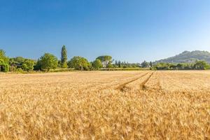 Wheat flied panorama with tree at sunset, rural countryside. Ears of golden wheat close up. Beautiful nature sunset landscape. Summer nature, blurred background view photo