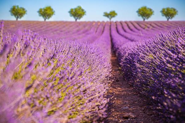 Lavender Landscape Stock Photos, Images and Backgrounds for Free Download