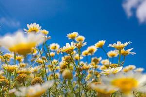 margaritas blancas sobre fondo de cielo azul. primer plano de naturaleza pacífica, flores de verano y escena de pradera, tranquilidad en la naturaleza. concepto sereno de flores de margarita de verano bajo el cielo azul, día soleado, rayos de sol. foto