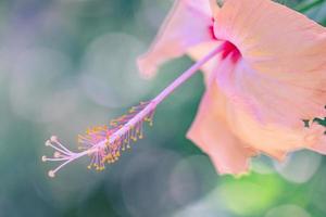 Artistic summer nature closeup, inspirational flower background on blurred sunlight. Hibiscus flower flowering against a background of beautiful blurred nature. photo