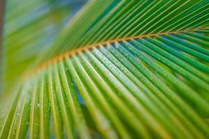 hermosa hoja de palma con gota de agua y dof superficial como fondo artístico borroso. paisaje tropical de hojas de palma. fondo exótico de naturaleza mínima, naturaleza pacífica foto