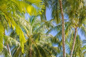Tropical trees background concept. Coco palms and peaceful blue sky with sun rays. Exotic summer nature background, green leaves, natural landscape. Summer tropical island, holiday or vacation pattern photo
