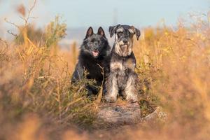 razas de perros decorativas schipperke y schnauzer en miniatura se paran con sus patas delanteras en un tronco foto