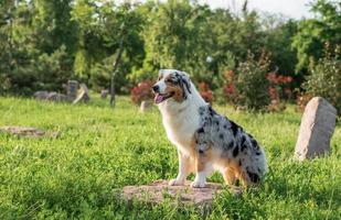 perro pastor australiano de pura raza para dar un paseo por el parque foto