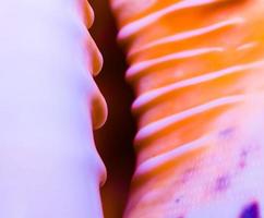 fragment of a large oceanic seashell abstract texture orange violet with dark hole macro closeup photo