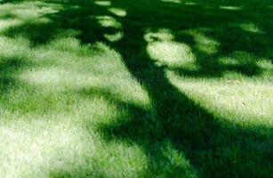 lawn in a park with green grass and a shadow of a tree on it photo