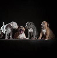 cuatro cachorros de staffordshire terrier sentados en un fondo negro foto