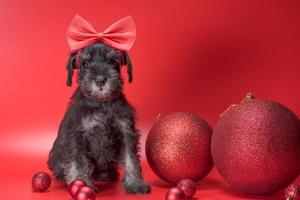 pequeño cachorro schnauzer en miniatura se sienta con enormes bolas de navidad en un fondo rojo foto
