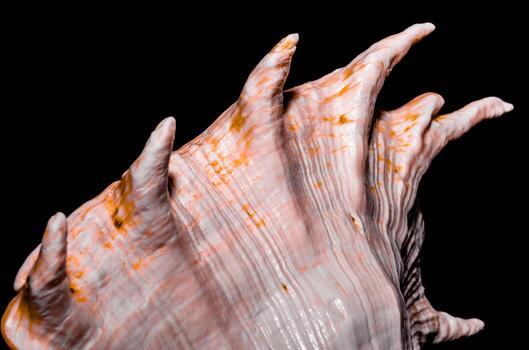 fragment of a large oceanic seashell on a black background closeup macro photo