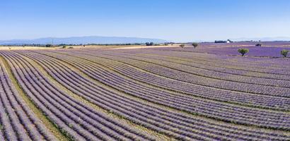 vista aérea del campo de lavanda. paisaje aéreo de campos agrícolas, asombrosas vistas de pájaros desde drones, flores de lavanda florecientes en línea, filas. banner de temporada de verano de agricultura foto