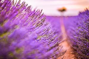 Lavender field summer sunset landscape near Valensole. Provence, France. Wonderful nature scenery, artistic sunset light with blurred background, inspirational nature view. Beautiful peaceful scene photo