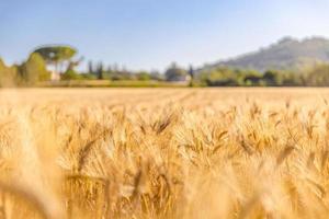 Wheat flied panorama with tree at sunset, rural countryside. Ears of golden wheat close up. Beautiful nature sunset landscape. Summer nature, blurred background view photo