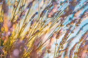 Beautiful close up ecology nature landscape with flowers and meadow. Abstract grass background with bright spring summer sunlight, sun rays on blurred natural background photo