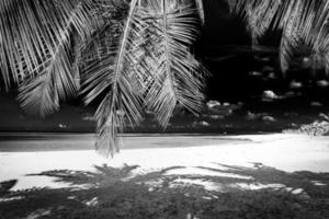 Tranquil minimalist nature process in black and white. Artistic beach palm trees dark sky, sunlight. Abstract monochrome travel background pattern. Coconut trees summer dark dramatic meditation energy photo