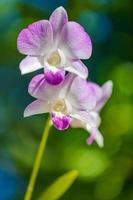 Orchid flower in tropical garden. Closeup of pink purple blooming exotic floral garden closeup photo