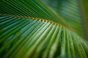 hermosa hoja de palma con gota de agua y dof superficial como fondo artístico borroso. paisaje tropical de hojas de palma. fondo exótico de naturaleza mínima, naturaleza pacífica foto
